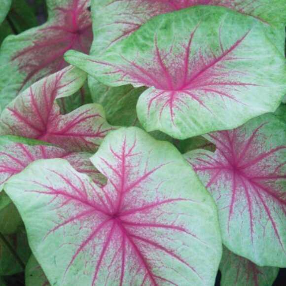 Caladium 'Mint Julep' Size #2( 3 bulb) - Picture 1 of 1